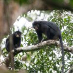 New monkey species with orange lips found 'hiding' in DRC forest