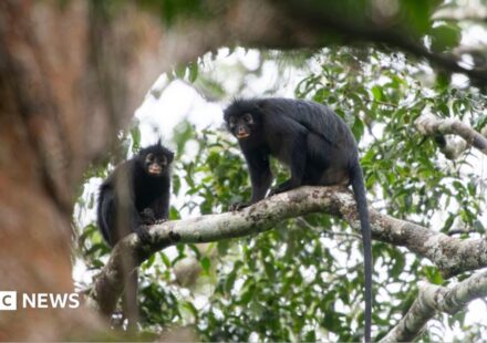 New monkey species with orange lips found 'hiding' in DRC forest