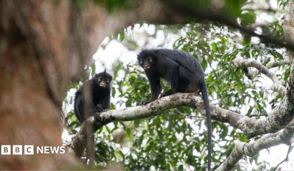 New monkey species with orange lips found 'hiding' in DRC forest