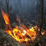 Siniestros: Incendio arrasa 700 hectáreas en el Parque Nacional Alejandro de Humboldt