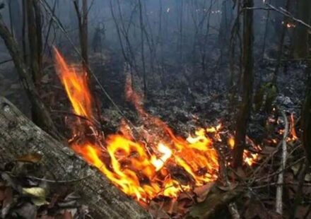 Siniestros: Incendio arrasa 700 hectáreas en el Parque Nacional Alejandro de Humboldt
