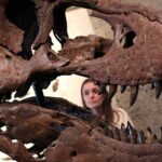 Tech wealth fuels record prices for dinosaur bones, art and watches: Experts