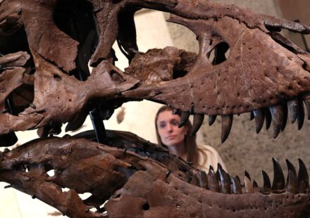 Tech wealth fuels record prices for dinosaur bones, art and watches: Experts