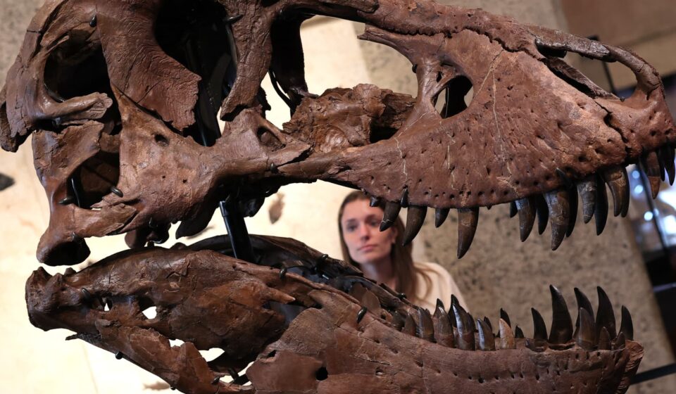 Tech wealth fuels record prices for dinosaur bones, art and watches: Experts