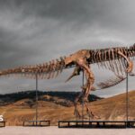 Tyrannosaurus rex most expensive dinosaur ever sold