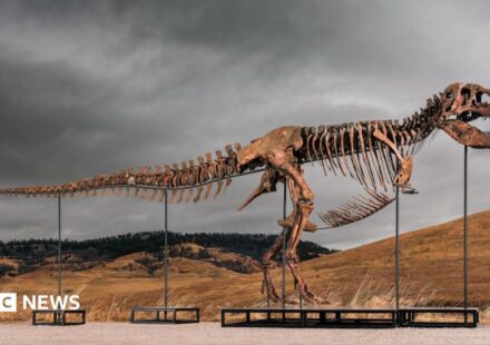 Tyrannosaurus rex most expensive dinosaur ever sold