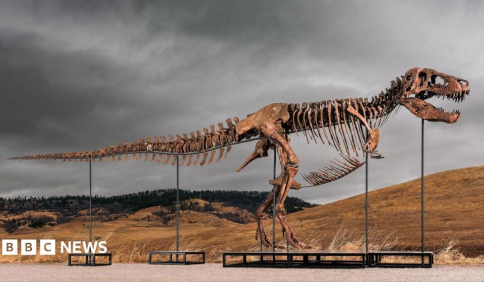 Tyrannosaurus rex most expensive dinosaur ever sold