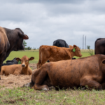 USDA adds 10 companies to Product of USA label for meat and poultry