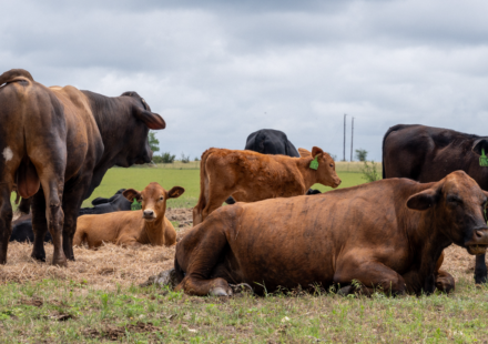 USDA adds 10 companies to Product of USA label for meat and poultry