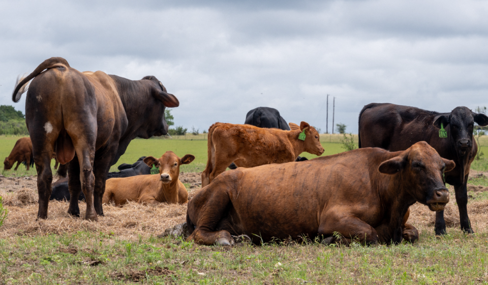 USDA adds 10 companies to Product of USA label for meat and poultry