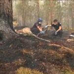 Volunteer firefighter admits to starting a fire in the Fontainebleau forest