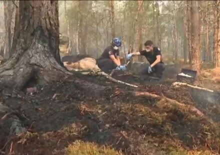 Volunteer firefighter admits to starting a fire in the Fontainebleau forest