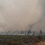 Wildfires: The ominous 'fire clouds' or 'pyrocumulonimbus' seen in France for the first time