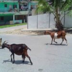 "Aquí, sobreviviendo"