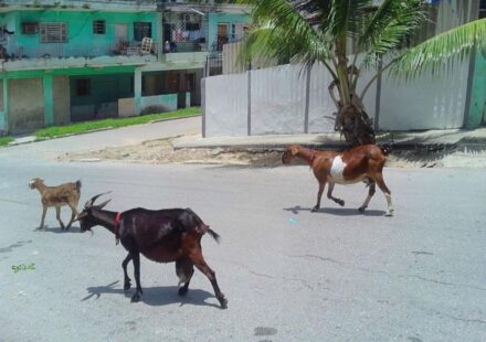 "Aquí, sobreviviendo"