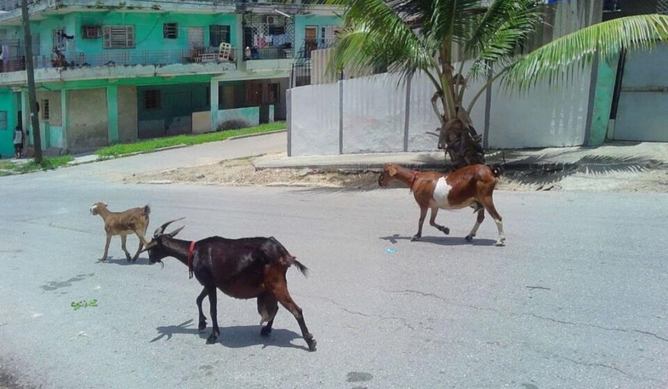 "Aquí, sobreviviendo"