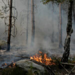 ‘My heart is on fire’: Fontainebleau forest blaze leaves community reeling