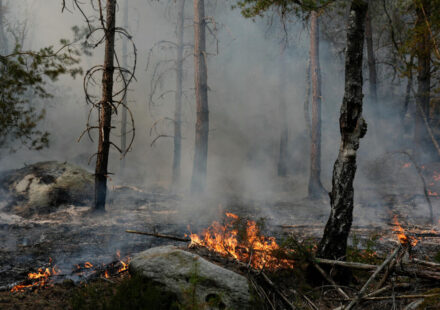 ‘My heart is on fire’: Fontainebleau forest blaze leaves community reeling
