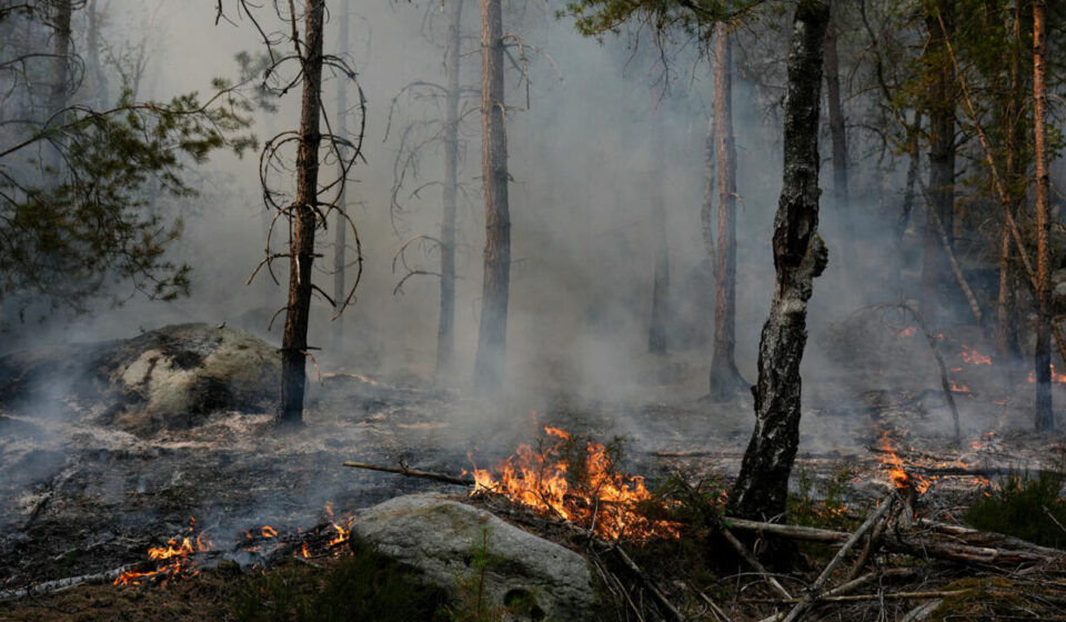 ‘My heart is on fire’: Fontainebleau forest blaze leaves community reeling