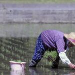 Agricultura: La guerra en Irán genera una crisis que puede agravarse