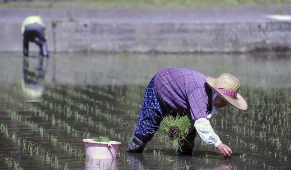 Agricultura: La guerra en Irán genera una crisis que puede agravarse