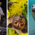 Australia is the planet's extinction hotspot, but one animal offers a glimmer of hope