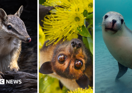 Australia is the planet's extinction hotspot, but one animal offers a glimmer of hope