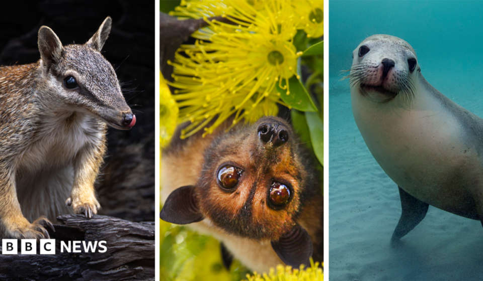 Australia is the planet's extinction hotspot, but one animal offers a glimmer of hope