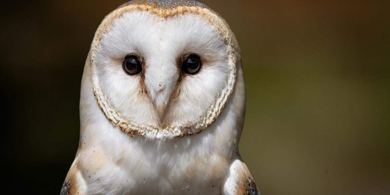 British Army sailors rescue bedraggled barn owl 70 nautical miles out to sea