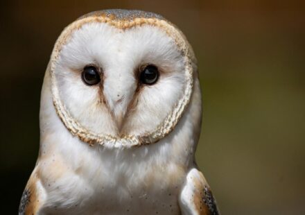 British Army sailors rescue bedraggled barn owl 70 nautical miles out to sea