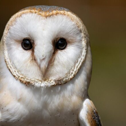British Army sailors rescue bedraggled barn owl 70 nautical miles out to sea