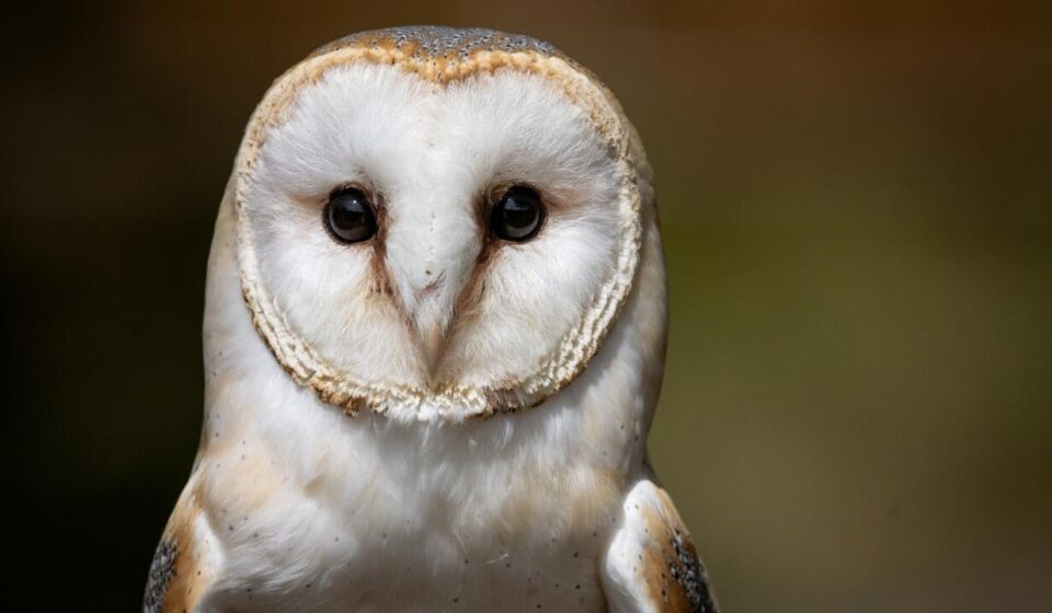 British Army sailors rescue bedraggled barn owl 70 nautical miles out to sea