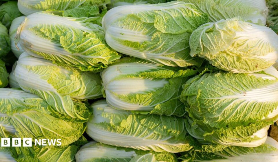China probes use of formaldehyde to keep cabbages fresh