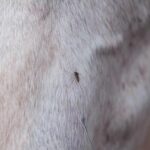 Ciencia: ¿Nacen o se hacen? Preferencias alimentarias de los mosquitos