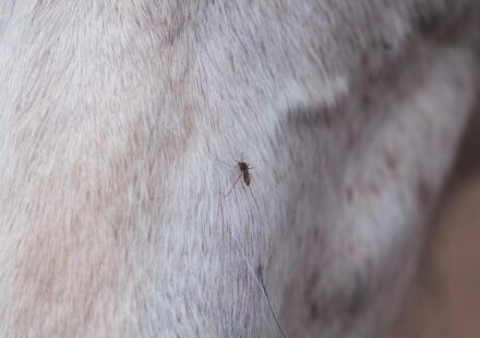 Ciencia: ¿Nacen o se hacen? Preferencias alimentarias de los mosquitos