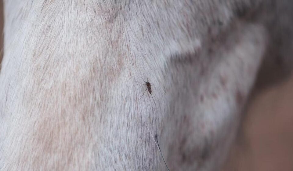 Ciencia: ¿Nacen o se hacen? Preferencias alimentarias de los mosquitos