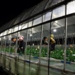 Deadly daytime heat turns Japanese farmers nocturnal