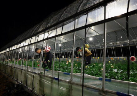 Deadly daytime heat turns Japanese farmers nocturnal