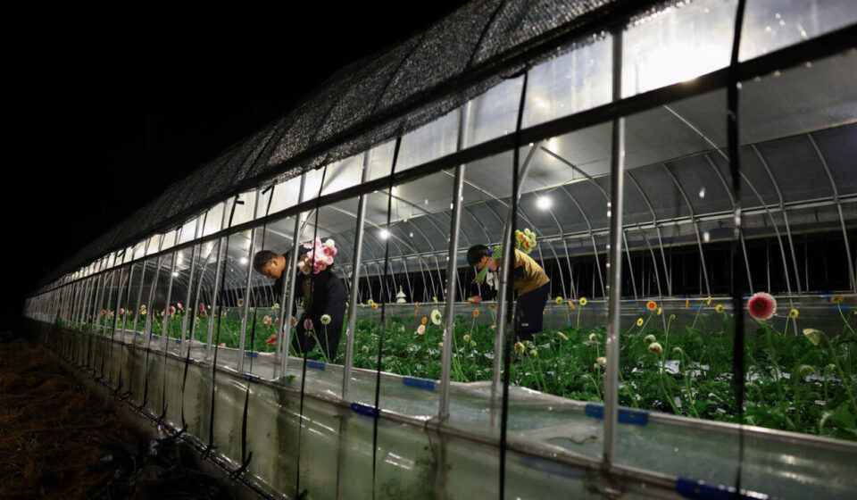Deadly daytime heat turns Japanese farmers nocturnal