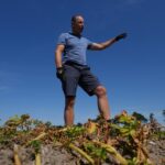 European drought shrivels crops despite farmers’ best efforts to adapt