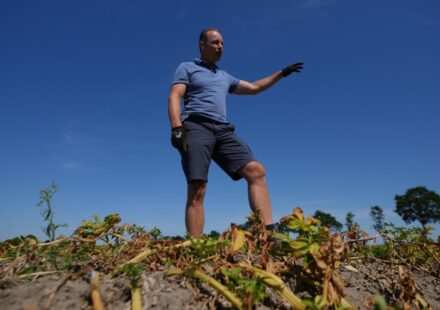 European drought shrivels crops despite farmers’ best efforts to adapt