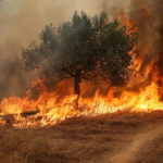 Europe's record-breaking heat sparks wildfires, drought in France, Greece and the UK