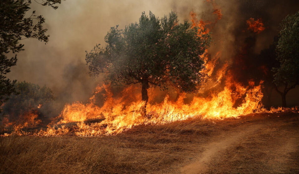 Europe's record-breaking heat sparks wildfires, drought in France, Greece and the UK