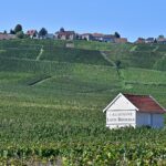 Extreme heat spurs earliest-ever Champagne harvest