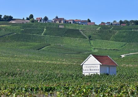 Extreme heat spurs earliest-ever Champagne harvest