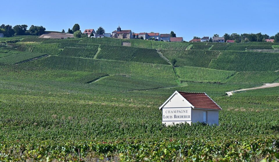 Extreme heat spurs earliest-ever Champagne harvest