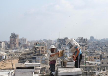 Gaza's beekeepers are rebuilding their livelihoods amid the ruins of war