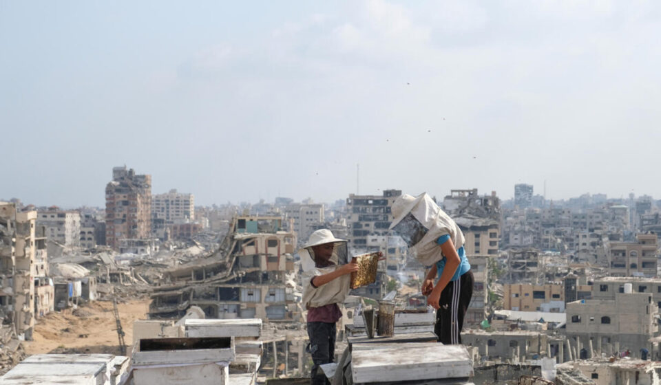 Gaza's beekeepers are rebuilding their livelihoods amid the ruins of war