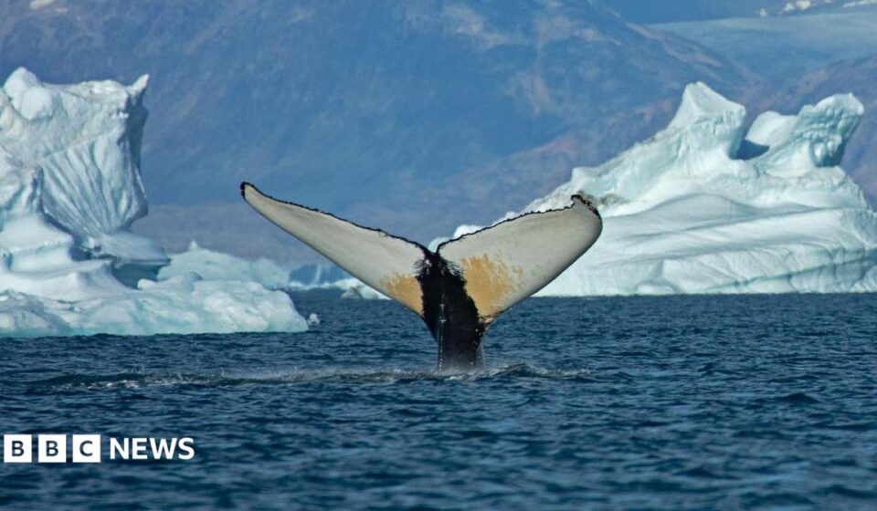 Giant whales move into Greenland waters as ice disappears