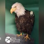 Jackie the bald eagle dies after weeks of intensive care